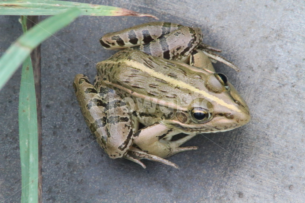 개구리,양서류,동물,토종개구리,frog,동물,animal,파충류,양서류,reptile,amphibian