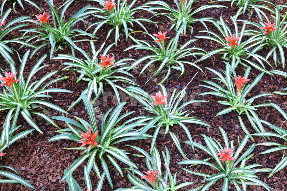 꽃,식물,구즈마니아,아나나스,파인애플과,관엽식물,자연,식물원,식물,자연,plants,nature,꽃,flower