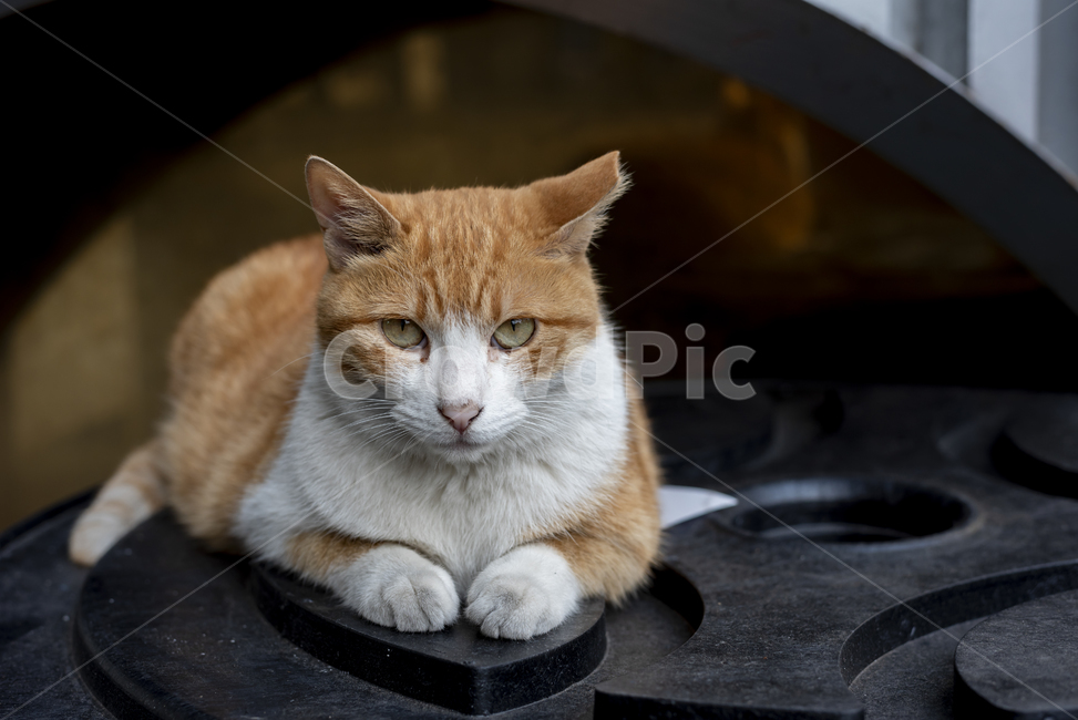 길고양이,고양이,앉다,표정,귀엽다,갈색,흰색,눈동자,야옹이,동물,animal,포유류,mammal,고양이,cat,kitten,kitty