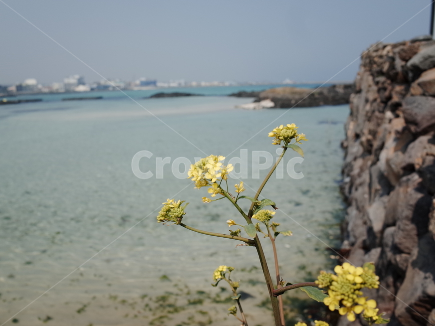 꽃,꽃밭,자연,식물,향기,감성,계절,봄,한국꽃,색채,색감,flower,flowers,plants,nature,beautiful,spring,제주도,제주도풍경,제주도바다,바다,식물,자연,plants,nature,꽃,flower