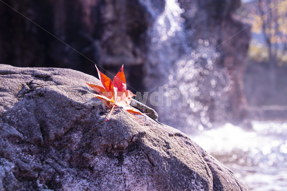 단풍,폭포,가을,쓸쓸,고독,가을,계절,fall,autumn,season,leaf,잎,plant,식물,tree,나무,animal,동물,invertebrate,무척추 동물,insect,곤충