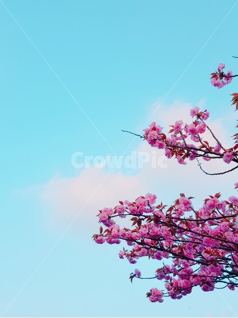 나무,꽃나무,봄,분위기,분홍색꽃,식물,자연,plants,nature,꽃,flower