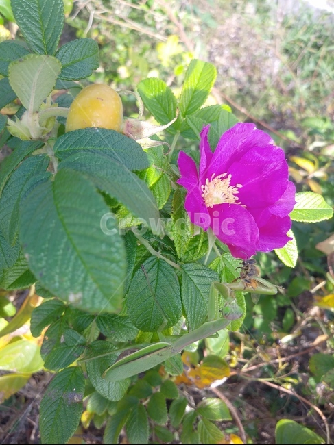 해당화,꽃,사마귀,벌,plant
