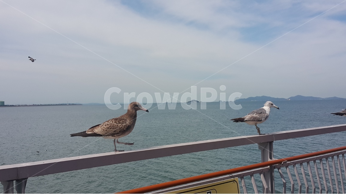 갈매기,앉아있는,새,조류,바다,하늘,구름,sky,cloud,동물,animal,조류,새,birds