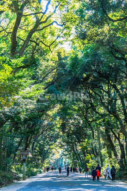 숲,웅장함,요오기공원,일본,나무,자연,풍경,nature,landscape,휴식,힐링,rest,relaxation,healing,vegetation,초목,plant,식물,tree,forest,woodland,삼림지,outdoors,옥외,land,땅,grove,작은 숲