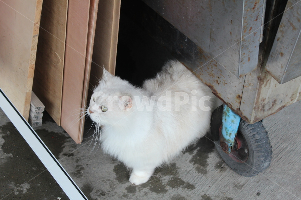 고양이,하얀고양이,cat,동물,animal,동물,animal,포유류,mammal,고양이,cat,kitten,kitty