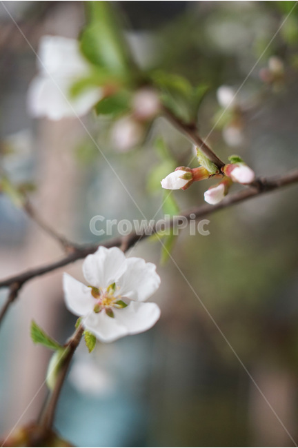 벚꽃,봄꽃,개화,꽃망울,봄사진,봄,계절,spring,season,식물,자연,plants,nature,꽃,flower,plant