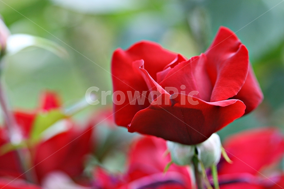 장미,꽃,플라워,봄,고백,아름다워,식물,자연,plants,nature,꽃,flower