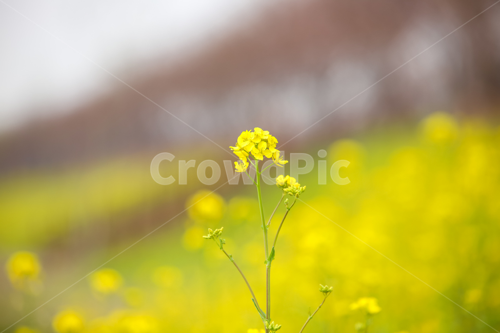 꽃,유채,꽃밭,유채꽃,유채밭,봄,계절,spring,season,식물,자연,plants,nature,꽃,flower,plant
