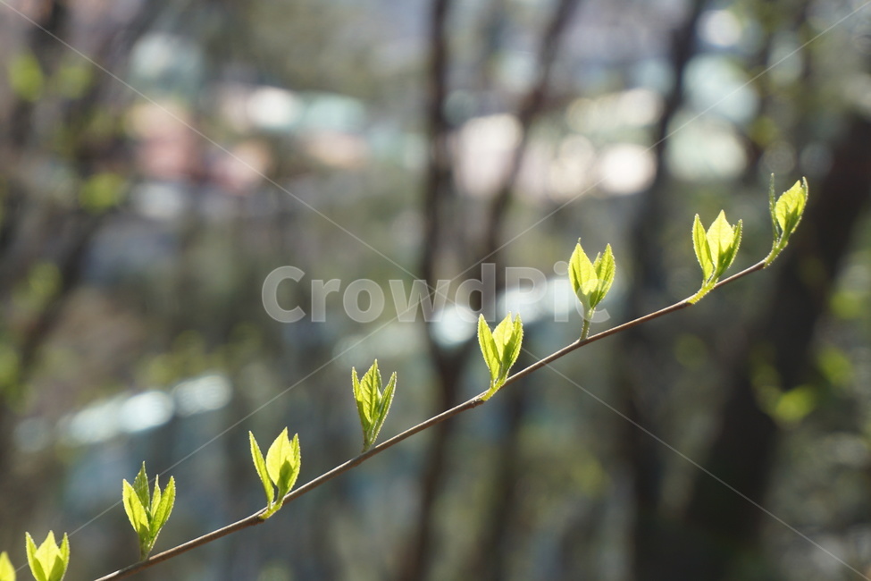 봄,새순,녹색,햇빛,나무,싱그러움,3월,봄,계절,spring,season,식물,자연,plants,nature,plant,flower,꽃,sprout,새싹,blossom,bud,싹
