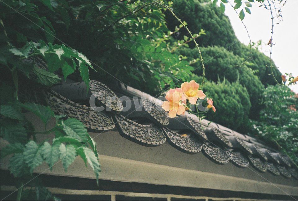 능소화,기와,담벼락,꽃,감성,필름사진,여름,한국전통,한국문화,korean traditional,korean culture,식물,자연,plants,nature,꽃,flower,건축물,건물외관,exterior,building,structure,architecture,construction