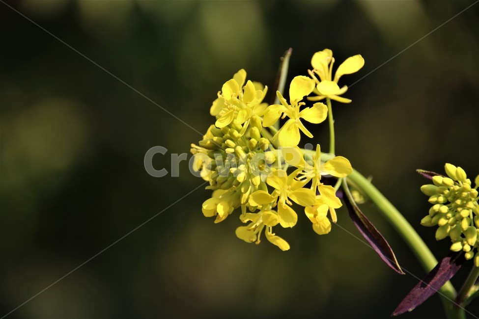 유채꽃,노란유채,봄유채,대표적인봄꽃,노란,식물,자연,plants,nature,꽃,flower