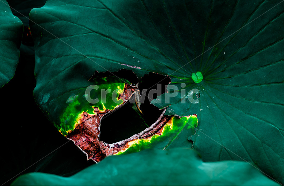 연잎,문양,무늬,패턴,습지,식물,자연,plants,nature