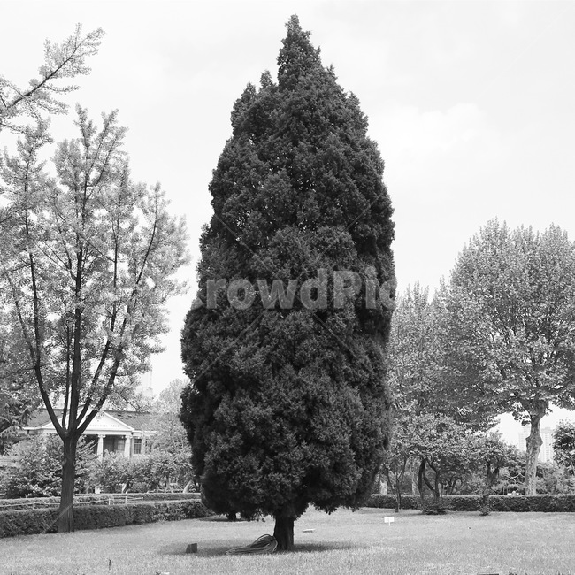 나무,잔디,하늘,흑백,공원,식물,자연,plants,nature,나무,trees,wood,흑백,모노톤,monochrome,black and white