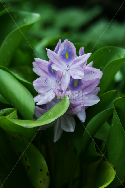 plant,식물,blossom,꽃,flower,물옥잠