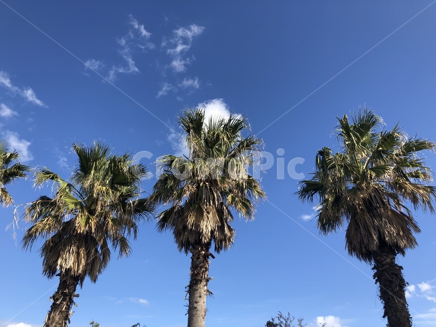 야자수,제주도,하늘,jejuisland,sky,tree