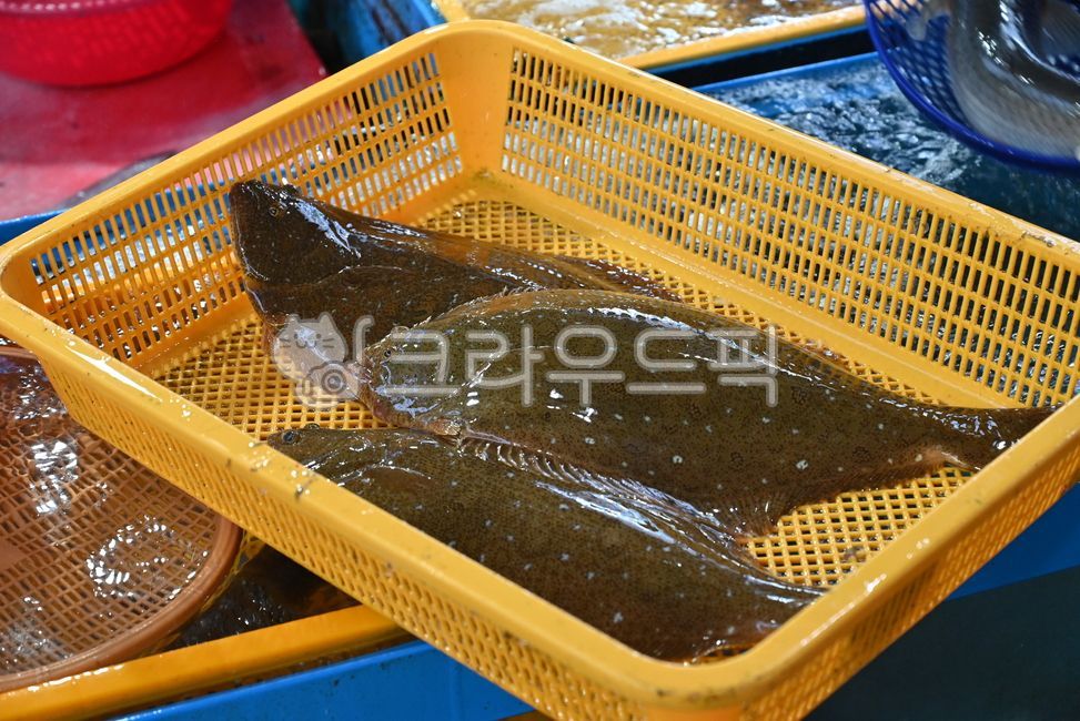 fish,fish,sashimi,raw fish,raw fish,raw fish restaurant,raw fish restaurant,food,food,seasonal raw fish,fish,seafood,flatfish,flatfish sashimi