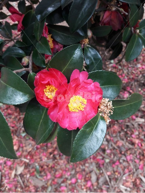 동백,동백꽃,동백나무,배경,꽃,Camellia,camellia,background,flower
