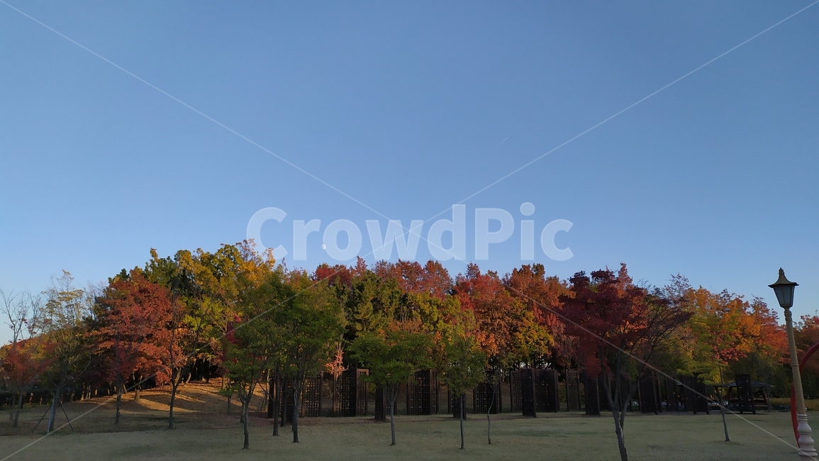 가을,나무,tree,달,moon,plant,fall,단풍,가을,계절,fall,autumn,season,자연,풍경,nature,landscape,식물,tree trunk,나무 줄기