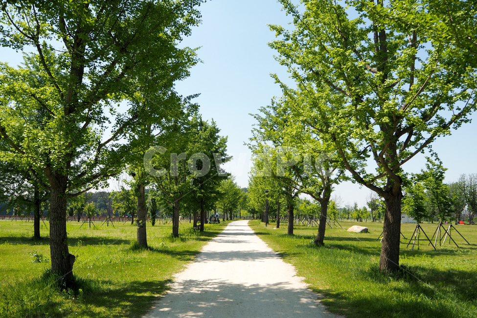 강천섬,gangcheonsum,자연,풀밭,나무,은행나무,오솔길,은행나무길,nature,grass,tree,ginkgo,path,자연,풍경,nature,landscape,통로,plant,식물,잔디