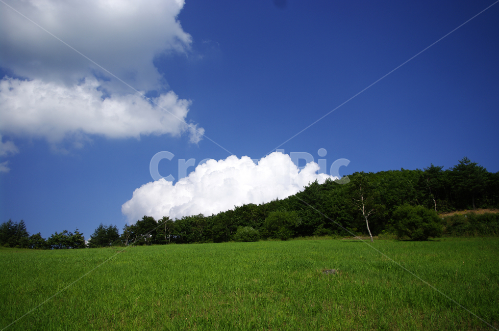 나무,초록,여름,nature,자연,들,목초지,식물,plant