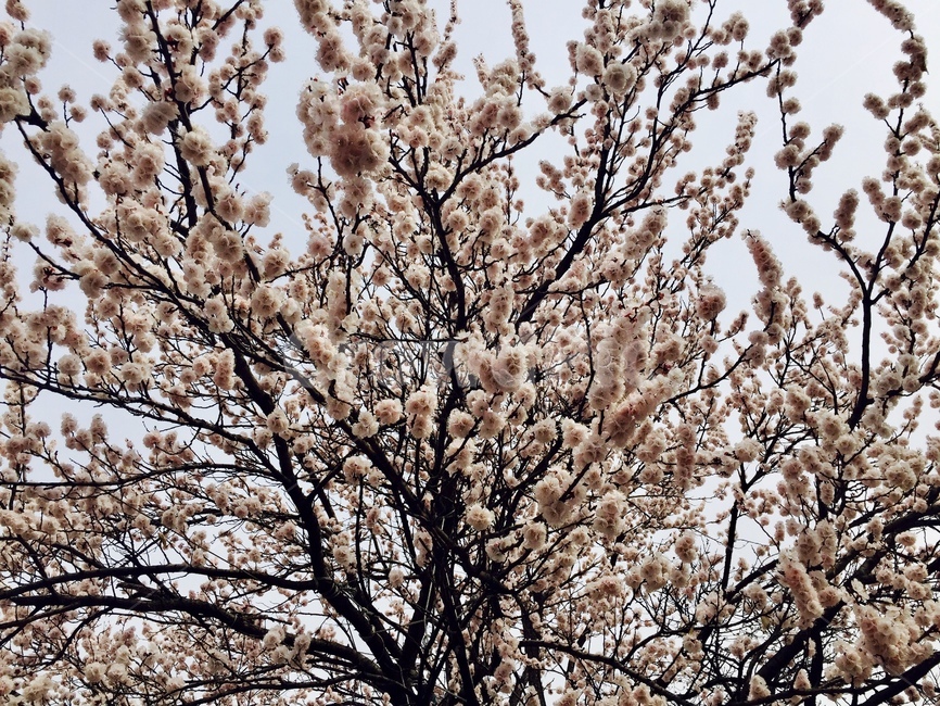 봄,벚꽃,자연,벚꽃나무,벚나무,식물,자연,plants,nature,꽃,flower