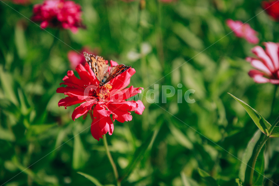 자연,식물,꽃,백일홍,초록,flower,식물,자연,plants,nature,꽃,flower,동물,animal,곤충,벌레,insect,bug