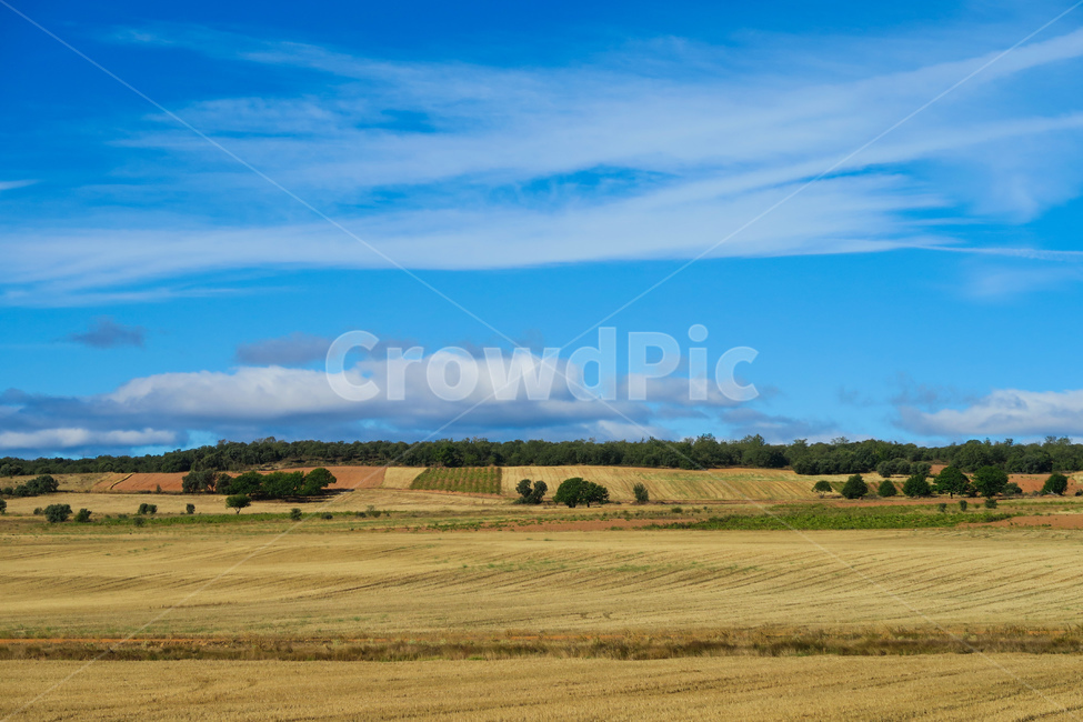 outdoors,옥외,grassland,field,들,목초지,스페인,spain,españa,산티아고순례길,순례길,산티아고,순례,pilgrim,peregrino,caminodesantiago,camino,순례자,nature,자연,길,road,way,dirtroad,흙길,풍경,landscape,아스토르가가는길,아스토르가,aastorga,toastorga,자연,풍경,nature,landscape