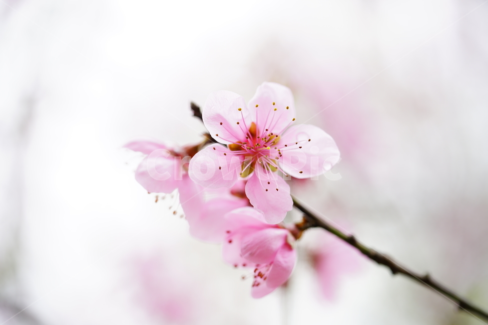cherryblossom,봄,벚꽃,봄꽃,spring,flower,봄,계절,spring,season,식물,자연,plants,nature,꽃,flower,plant,blossom