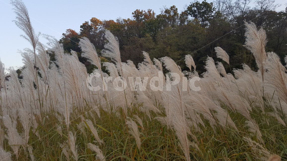 갈대,가을,강변,억새풀,식물,가을,계절,fall,autumn,season,grass,잔디,plant,lawn,reed