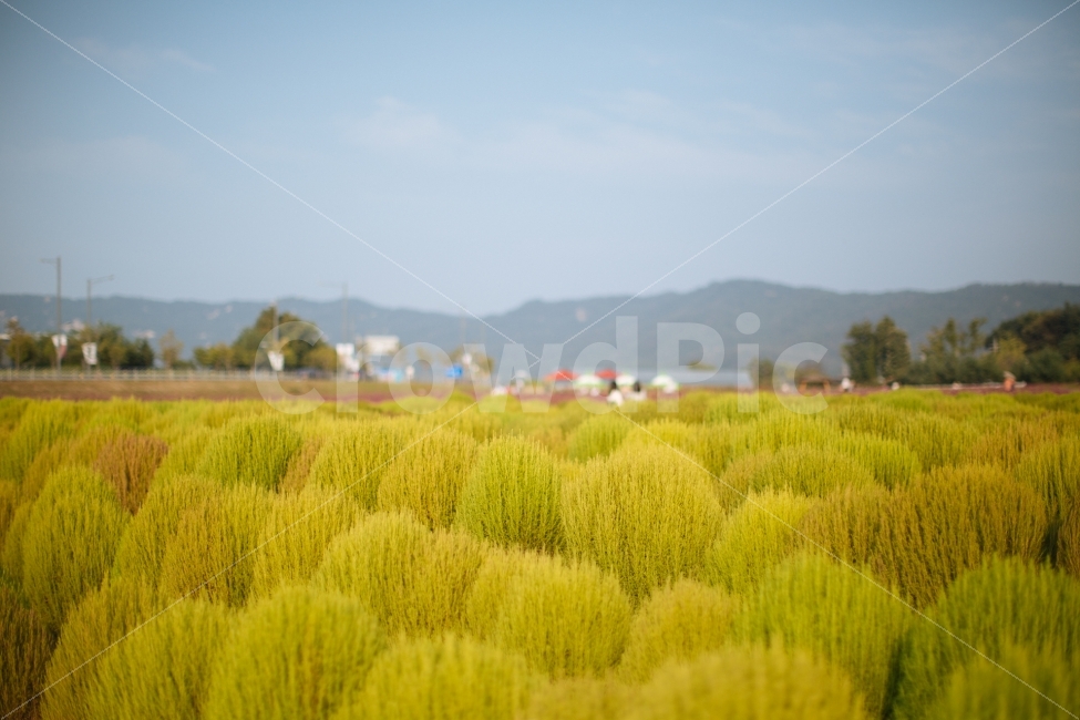 양주,나리공원,코키아,식물,나무,자연,풍경,nature,landscape,outdoors,옥외,field,들,grassland,목초지