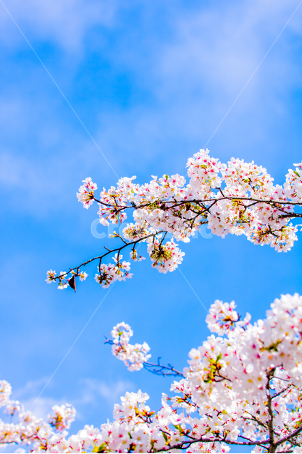 꽃,벚꽃,flower,봄,여유,색감,배경,여의도,자유,파랑,하늘,분홍,조화,평화,기대감,봄,계절,spring,season,식물,자연,plants,nature,꽃,flower,plant,blossom