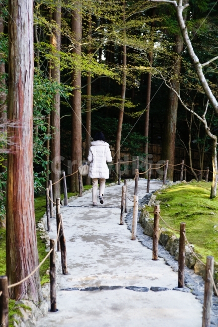 해외,일본,교토,은각사,산책,고독,삼나무,자연,풍경,nature,landscape,사람,인물,인간,human,person