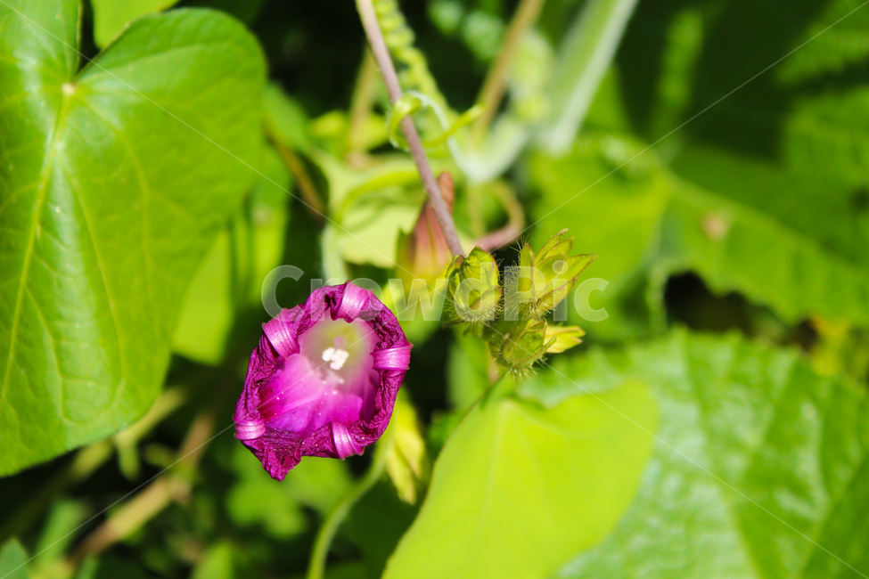 식물,꽃,나팔꽃,봉우리,접사,식물,자연,plants,nature,꽃,flower