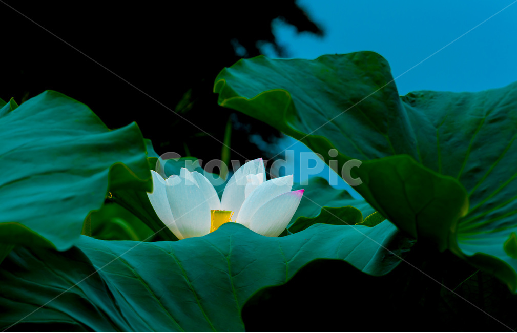 연꽃,연잎,문양,무늬,자연,식물,자연,plants,nature,꽃,flower