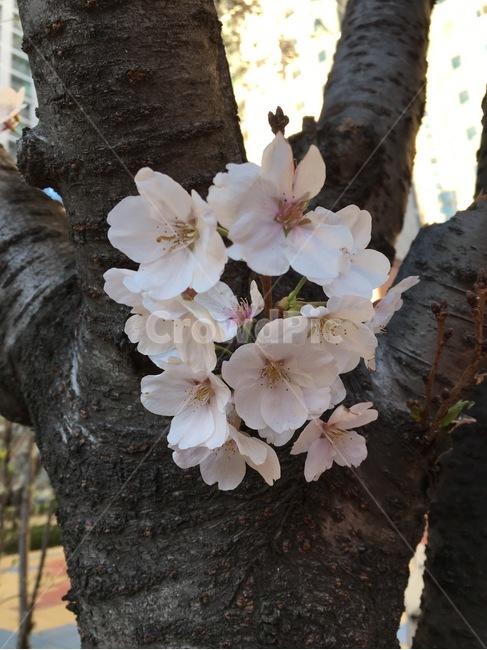 벚꽃,봄,봄꽃,분홍꽃,예쁜꽃,봄,계절,spring,season,식물,자연,plants,nature,꽃,flower,plant,blossom