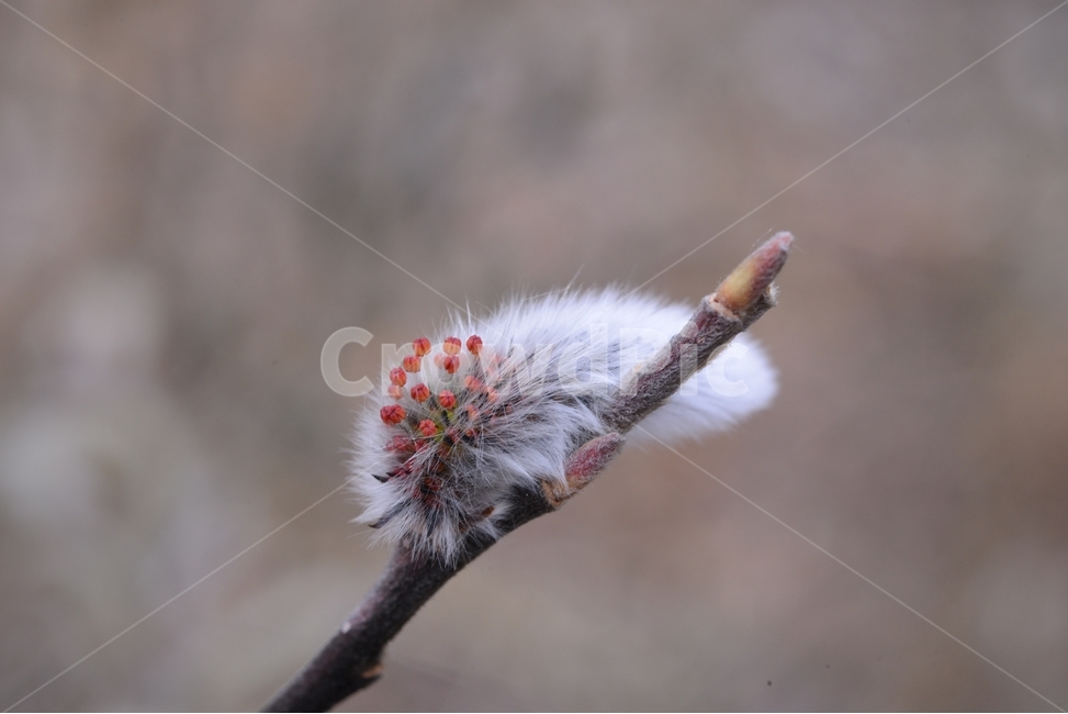 spring,close up,nature,closeup,pussy willow,flower