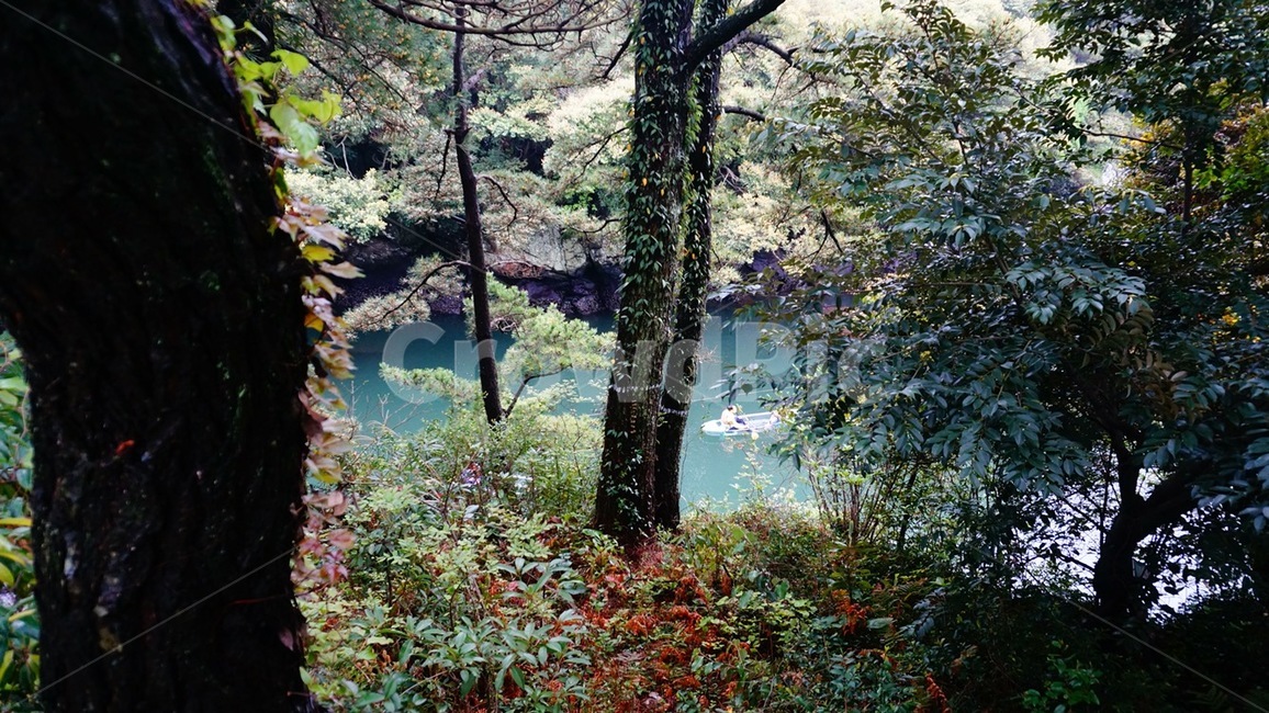 나무,tree,식물,풍경,자연