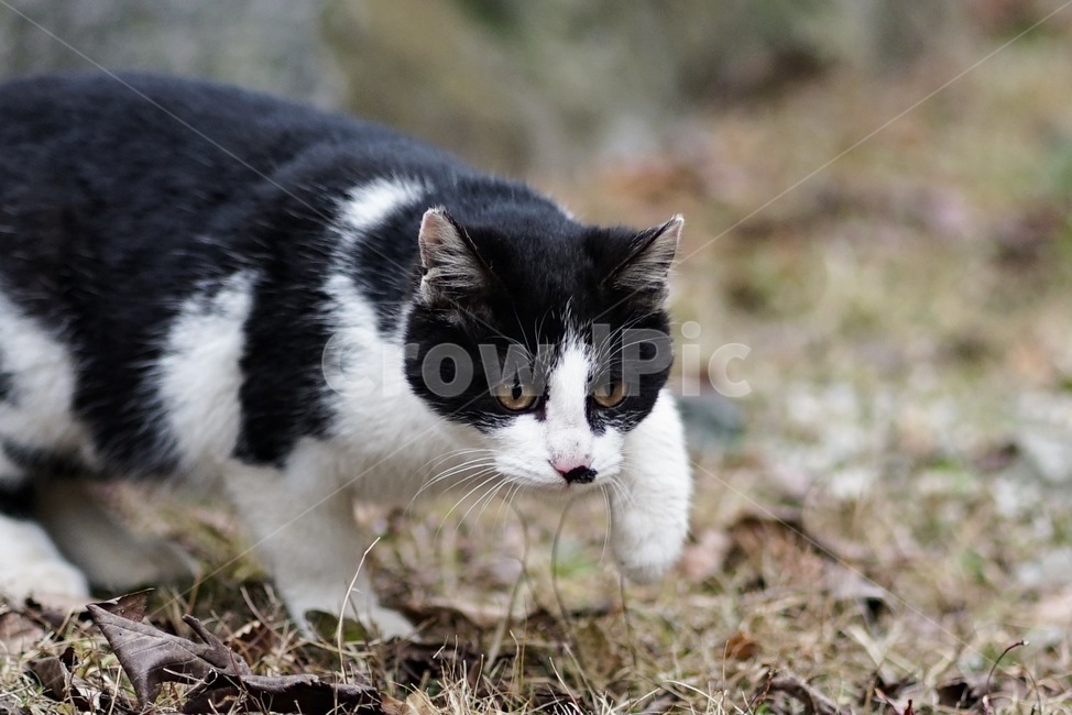 고양이,길고양이,동물,코리안숏헤어,아기고양이,코숏,야옹이,냥이,길거리,cat,kitten,고양이걸음,streetcat,straycat,animal,koreanshorthair,동물,animal,포유류,mammal,고양이,cat,kitten,kitty