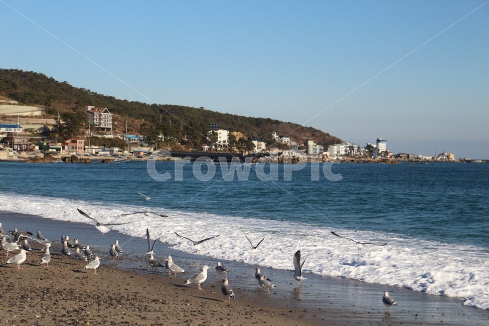 갈매기,갈매기때,동해안,바다,갈매기날다,해변,바다,beach,sea
