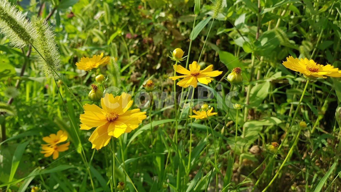 자연,식물,꽃,pollen,화분,plant,클로즈업,nature,flower,plants,꽃잎,petal,감성