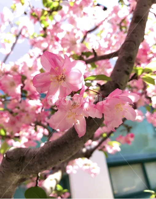 꽃,flower,꽃나무,식물,봄