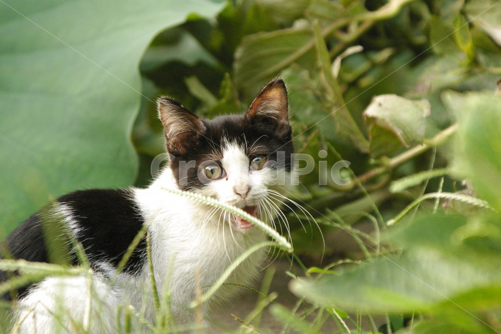 고양이,cat,새끼,얼룩,kitten,새끼고양이,아기고양이,babycat,풀숲,귀여운,cute,동물,동물,animal,포유류,mammal,고양이,cat,kitten,kitty