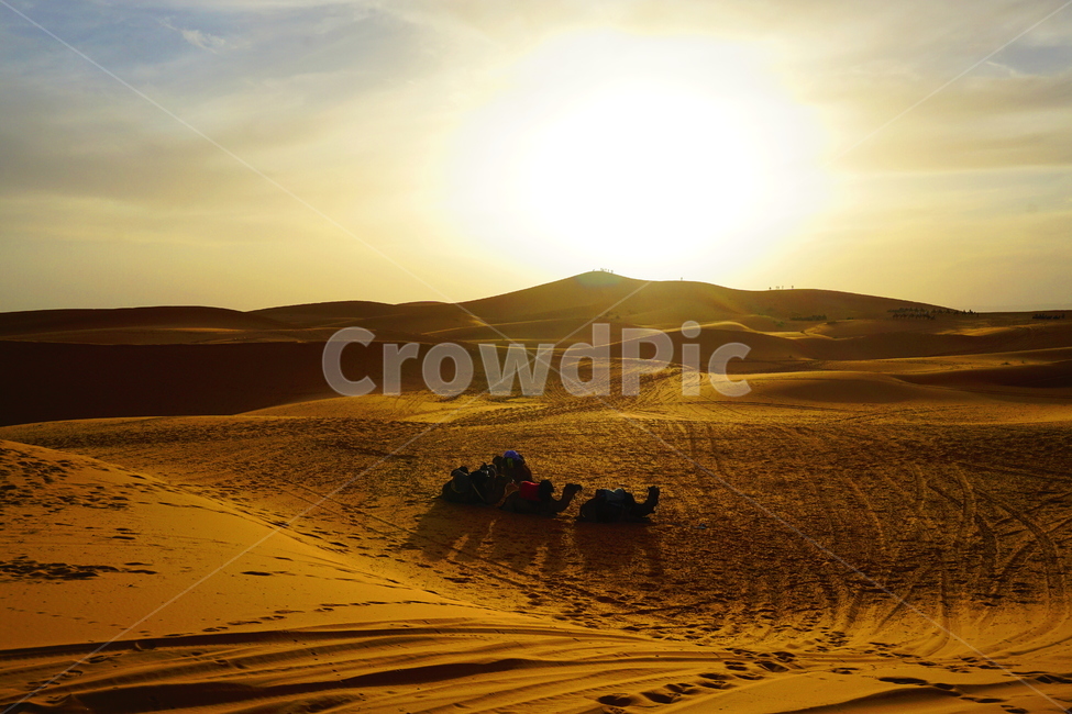 dune,모래언덕,nature,outdoors,사하라,사막,노을,사막노을,desert,sahara,자연,자연경관,모래,낙타,플레어,flare,light,sunset,sand,자연,풍경,nature,landscape