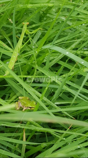 청개구리,잔디,아침이슬,개구리,비온후