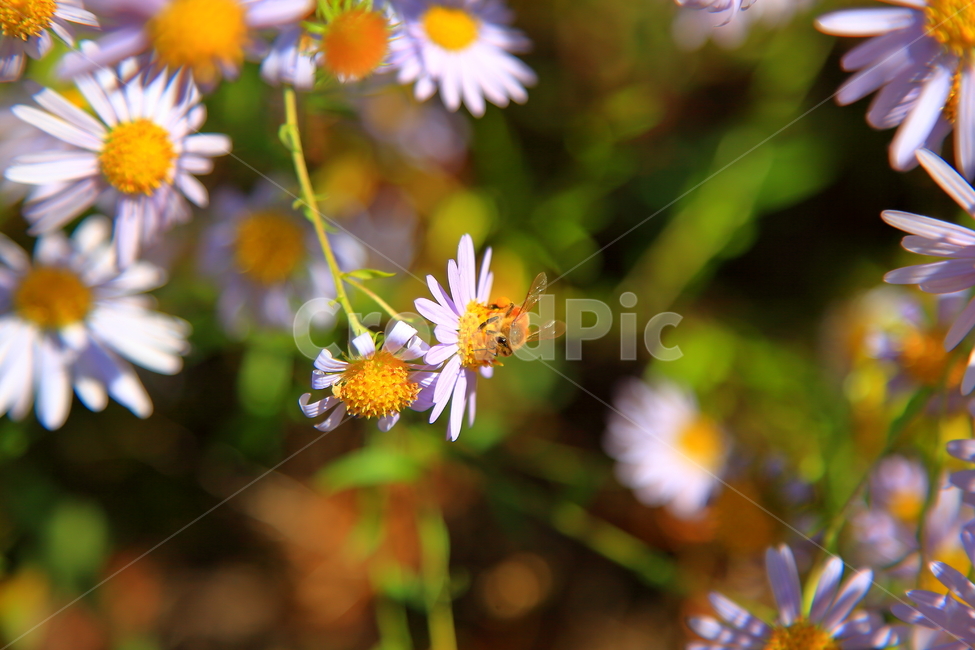 꽃,야생화들국화,자연,가을꽃,야생,들꽃,식물,자연,plants,nature,꽃,flower