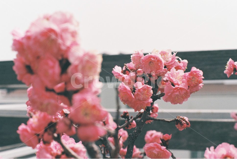 필름사진,꽃,매화,홍매화,봄,봄,계절,spring,season,식물,자연,plants,nature,꽃,flower,음식,식재료,요리,food,cook,meal,dishes,food reserves,감성,sensible,feeling,plant,blossom