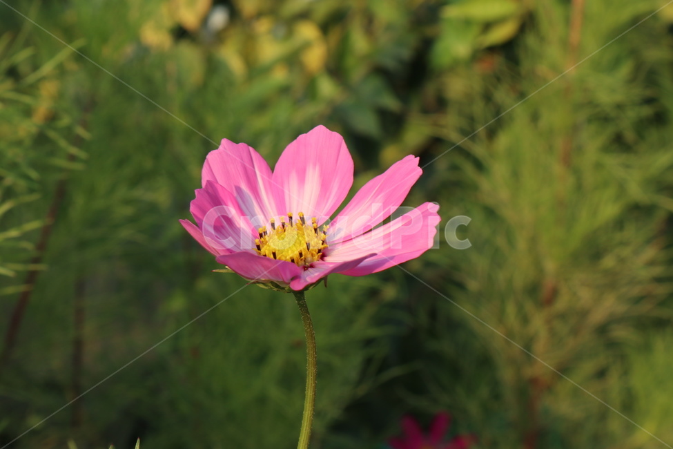 코스모스,꽃,식물,분홍꽃,flower,가을,계절,fall,autumn,season,식물,자연,plants,nature,꽃,flower,plant