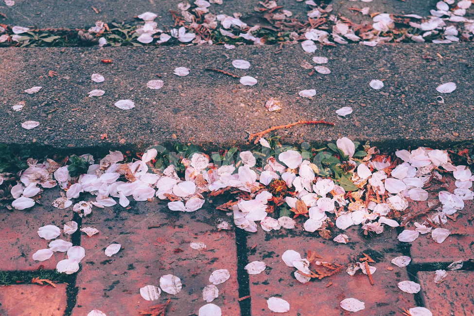 꽃,벚꽃,핑크,꽃길,봄,sakura,spring,pink,분홍,자연,풍경,warm,cozy,감성사진,몽환적인,따뜻한,봄,계절,spring,season,식물,자연,plants,nature,꽃,flower,감성,sensible,feeling,blossom,petal,꽃잎,plant,leaf,잎