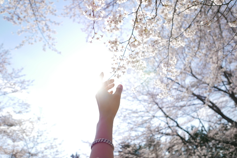 벚꽃,벚나무,손,감성,플레어,하늘,손가락,봄,계절,spring,season,plant,식물